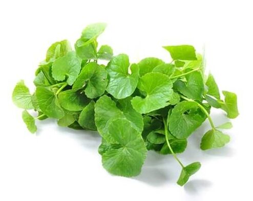 Weiprost bevat gotuola (Centella asiatica)